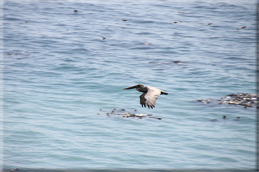 foto Costa del Big Sur